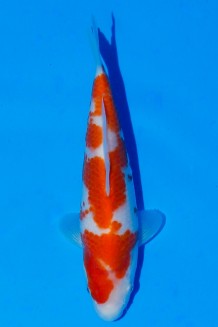 TATEGOI KOHAKU WEIBLICH Koi kaufen im Koishop