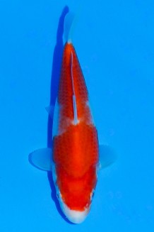 TATEGOI KOHAKU WEIBLICH Koi kaufen im Koishop