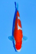 TATEGOI KOHAKU WEIBLICH