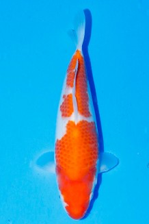 TATEGOI KOHAKU WEIBLICH Koi kaufen im Koishop