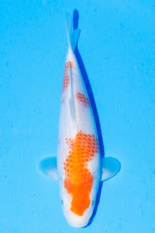 TATEGOI KOHAKU WEIBLICH Koi kaufen im Koishop