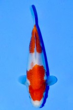 TATEGOI KOHAKU WEIBLICH