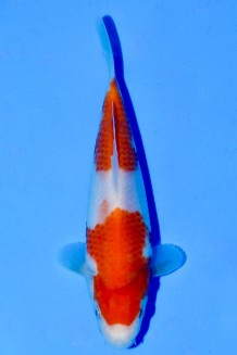 TATEGOI KOHAKU WEIBLICH Koi kaufen im Koishop