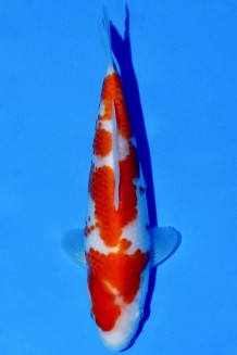 TATEGOI KOHAKU WEIBLICH Koi kaufen im Koishop