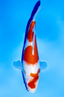 TATEGOI KOHAKU WEIBLICH Koi kaufen im Koishop