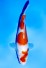 TATEGOI KOHAKU WEIBLICH