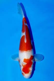 TATEGOI KOHAKU WEIBLICH Koi kaufen im Koishop