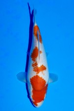 TATEGOI KOHAKU WEIBLICH JUMBO