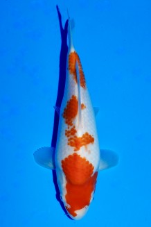 TATEGOI KOHAKU WEIBLICH Koi kaufen im Koishop