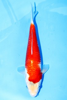 TATEGOI KOHAKU WWEIBLICH Koi kaufen im Koishop
