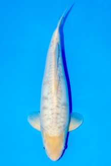 TATEGOI KOMONRYU Koi kaufen im Koishop