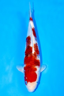 TATEGOI KOROMO Koi kaufen im Koishop