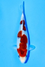 TATEGOI KOROMO
