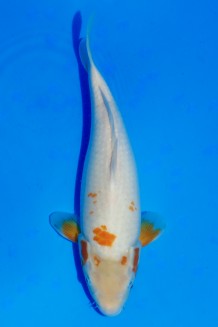 TATEGOI KOYO WEIBLICH +41CM Koi kaufen im Koishop
