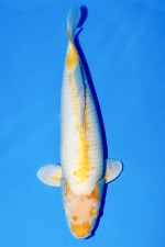 TATEGOI KOYO WEIBLICH +42CM