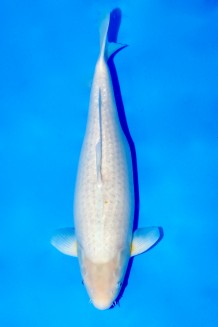 TATEGOI KOYO WEIBLICH Koi kaufen im Koishop