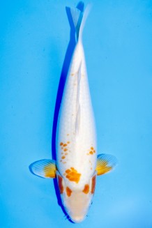 TATEGOI KOYO WEIBLICH Koi kaufen im Koishop