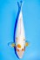 TATEGOI KOYO WEIBLICH