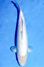 TATEGOI KOYO "YELLOW FIN" W. WEIBLICH +43CM