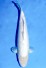 TATEGOI KOYO "YELLOW FIN" W. WEIBLICH +43CM