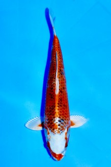 TATEGOI KUJAKU Koi kaufen im Koishop