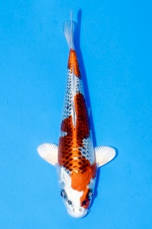 TATEGOI KUJAKU Koi kaufen im Koishop