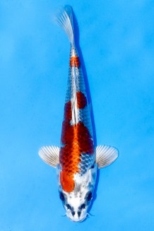 TATEGOI KUJAKU Koi kaufen im Koishop