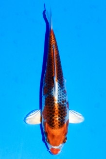 TATEGOI KUJAKU ROT Koi kaufen im Koishop