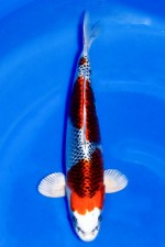TATEGOI KUJAKU W. WEIBLICH +40CM