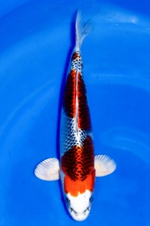 TATEGOI KUJAKU W. WEIBLICH +40CM Koi kaufen im Koishop
