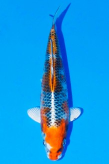 TATEGOI KUJAKU W. WEIBLICH Koi kaufen im Koishop