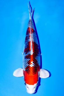 TATEGOI KUJAKU WEIBLICH +44CM Koi kaufen im Koishop