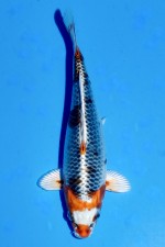 TATEGOI KUJAKU WEIBLICH