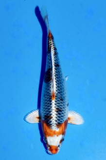 TATEGOI KUJAKU ROT WEIBLICH Koi kaufen im Koishop