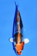 TATEGOI KUJAKU WEIBLICH