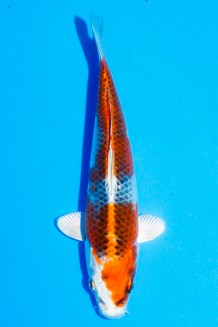 TATEGOI KUJAKU WEIBLICH Koi kaufen im Koishop