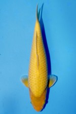 TATEGOI MANGO (APPLE) KARASHI J. TOSAI