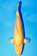 TATEGOI MANGO D. KARASHI +43CM