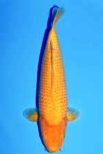 TATEGOI MANGO KARASHI WEIBLICH