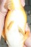 TATEGOI MANGO KARASHIGOI WEIBLICH +41 CM