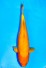 TATEGOI MANGO KARASHIGOI WEIBLICH +41 CM