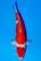 TATEGOI MARUTEN KOHAKU +40CM