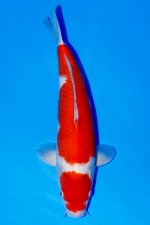 TATEGOI MARUTEN KOHAKU +40CM