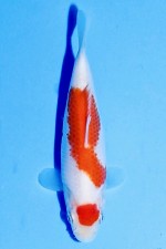 TATEGOI MARUTEN KOHAKU