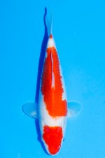 TATEGOI MARUTEN KOHAKU W. WEIBLICH