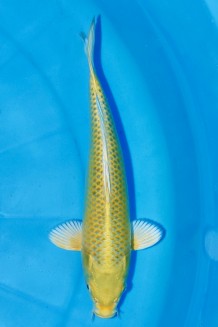 TATEGOI MATSUBA Koi kaufen im Koishop