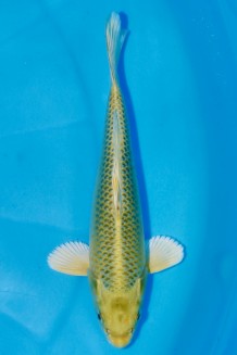 TATEGOI MATSUBA Koi kaufen im Koishop