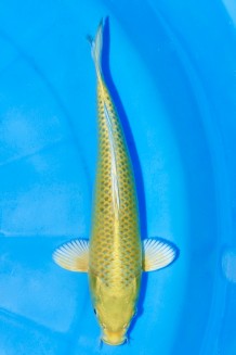 TATEGOI MATSUBA Koi kaufen im Koishop