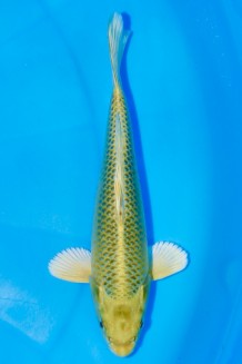 TATEGOI MATSUBA Koi kaufen im Koishop