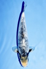 TATEGOI MATSUKAWABAKE +39CM